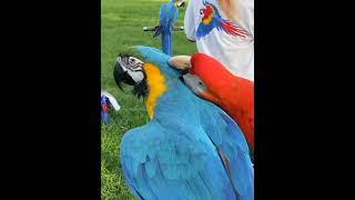 Macaw | Parrot  in a great Competition 