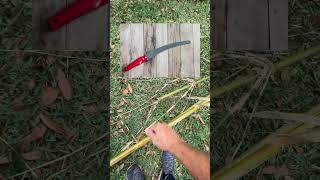 A Plant for Staking & Building In The Garden