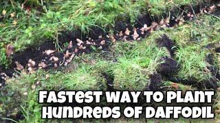 How to plant Daffodil or Narcissus bulbs fast! | Planting 16 kilos of daffodils in my garden