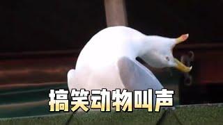 盘点搞笑动物叫声#animals