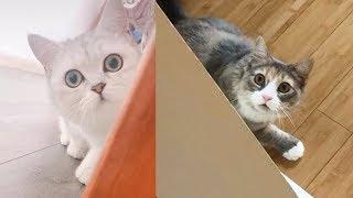 Peek a Boo - Cute and Funny Animals Compilation