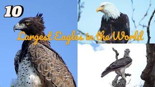 10 Largest Eagles in the World | Top 5 Discoveries