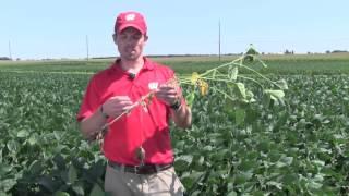 White Mold of Soybean