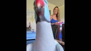 Kiwi The Talking Parrot Loves The Camera