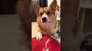 Кушать давайте мне #коржмарти #корги #собака #животные #смешно #приколы  #corgi #dog #animals