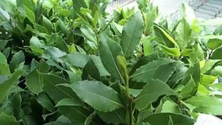 Laurus nobilis
