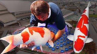 2018 Nogyosai Koi Show (58th edition)