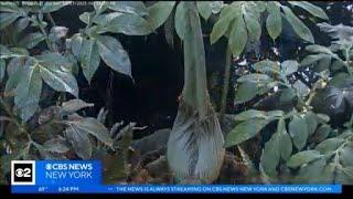 Corpse flower at Brooklyn Botanic Garden expected to bloom soon