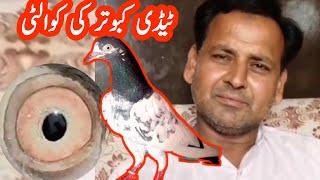 History of Teddy Pigeons || Teddy Kabootar Ki Pehchan