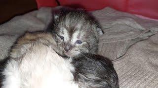 Kittens Finally Opend Their Eyes But Not Willing To Wake Up And Mama Is Purring Continuously