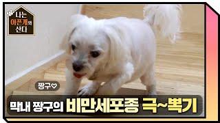 막내 짱구의 비만세포종 극복기! [나는 아픈개와 산다] 20200618