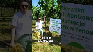 Plantacja inwestorów!  #drewno #drzewa #las #uprawa #rolnictwo #dzierżawa #biznes #inwestycje