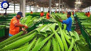 50 Most Satisfying Agriculture Technology ►32|Harvest and Producing Aloe Vera Gel on A Massive Scale