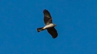 Eurasian sparrowhawk (Accipiter nisus) - Flying free ⁴ᵏ ᵁˡᵗʳᵃ ᴴᴰ