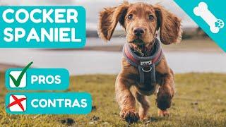  VENTAJAS Y DESVENTAJAS de tener un COCKER SPANIEL INGLES   PROS Y  CONTRAS