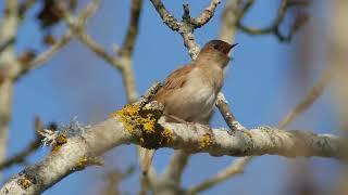 BIRD SOUNDS ARE NICE TO LISTEN TO WHILE RELAXING