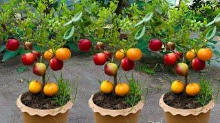 How To Grafting Apple With Orange Fruit To Apple Tree, how to grow fruits