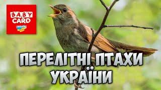 Двадцять перелітних птахів України та їх спів. Дітям про перелітних птахів