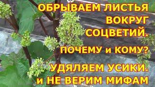 ОБРЫВАЕМ ЛИСТ вокруг ЦВЕТУЩИХ СОЦВЕТИЙ: почему и каким сортам. УДАЛЯЕМ УСИКИ. Защищаем сад