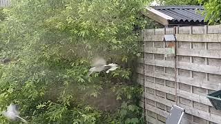 Eurasian collared dove (Turkse tortels) display courtship