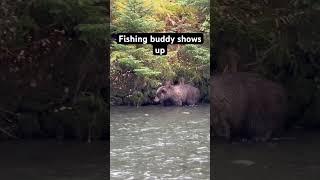 Brown bear pops into the fishing hole!