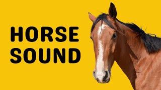 Horse Sound | Neigh