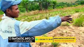 une ferme intégrée : Ananas, Manioc,  Palmiers au Village Kisantu 2