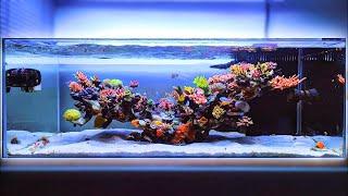 Beautiful Shallow Reef Tank Setup With Tons of SPS Coral!