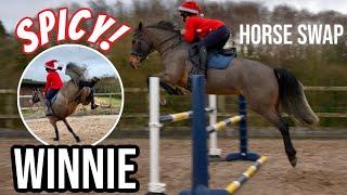 HORSE SWAP - JUMPING A SPICY WINNIE