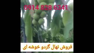 نهالستان گردو چندلر،فرنور،کانادایی ۰۹۱۴۸۲۸۶۳۴۱