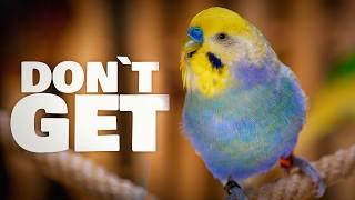 Why You Should Think Twice Before Getting a Budgie!