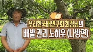 [배 재배] 우리한국배연구회 회장님의 배밭 관리 노하우 (나방편)