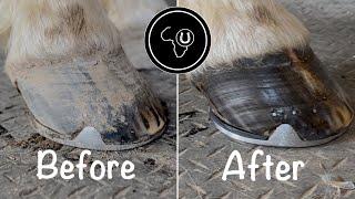 Full horse hoof restoration