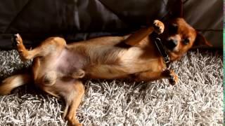 Draw me like one of your french girls - Dog version