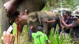 New life for baby elephant suffering from oral infection on World Elephant Day