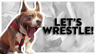 Funny Dogs Play Wrestle Fight | American Bully Dog vs. Pitbull Mix