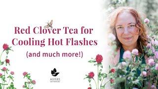 Red Clover Tea Benefits (Trifolium pratense) | Herbs for Menopause Support