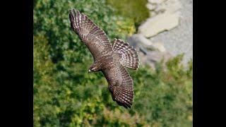 Raptors of the Monadnock Region: What We're Learning