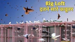 High Flyer Pigeon ! Big Loft of Ustad Abdul Qayum Mirza Lucknow!Jaipur Tonk Pigeons