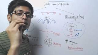 Prokaryotic vs eukaryotic transcription