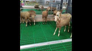 How to install goat plastic slat floors