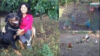 Morning Chores | A Filipina in the UK