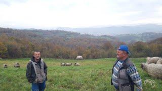 Otac i sin ćuvaju 580 ovaca dobro nam mjesečno zaradimo 5000km