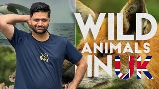 Wild Animals in UK | UK Vlog | UK life