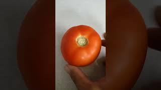 Самый лучший томат в мире 2023 г.!Высокоурожайный, вкусный и сладкий томат сорта БОБКАТ!Ч.1. #огород