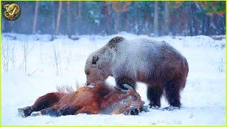 Most UNBELIEVABLE Attacks Of Bear Ever Recorded | Animal Fighting