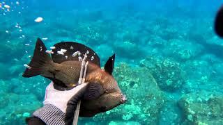 Spearfishing the Shallows - Another Bad Dive - Leaking Mask and More - Big Island of Hawaii