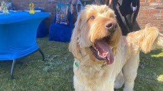 Happy birthday 'Snickers!' Therapy dog inspires pet supply drives across the valley