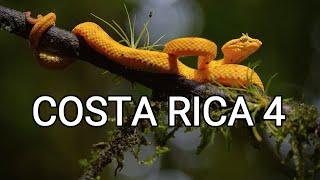 Behind the scenes - herping Costa Rica 4, Eyelash pit vipers, tapirs, tamandua, quetzal