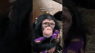 Alizeti the Chimpanzee | Sedgwick County Zoo